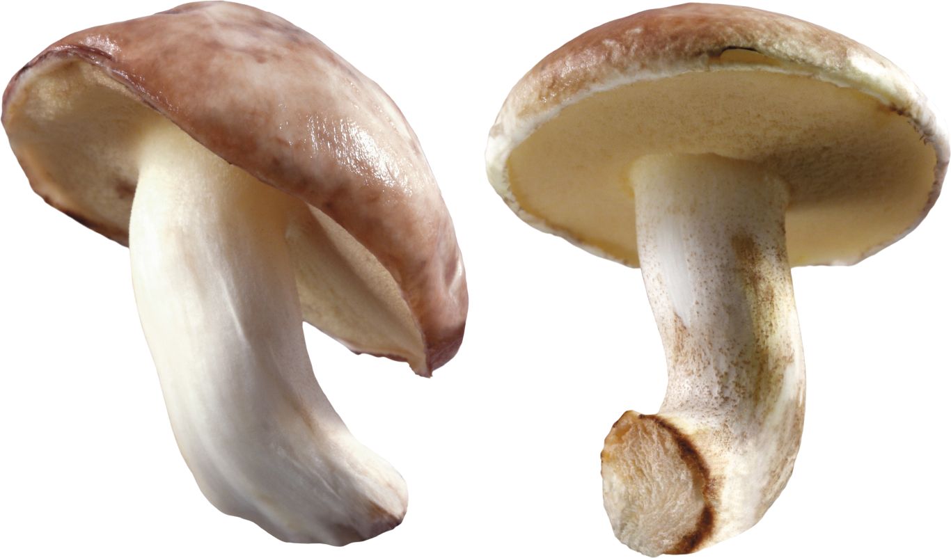 Mushroom PNG image     图片编号:3200