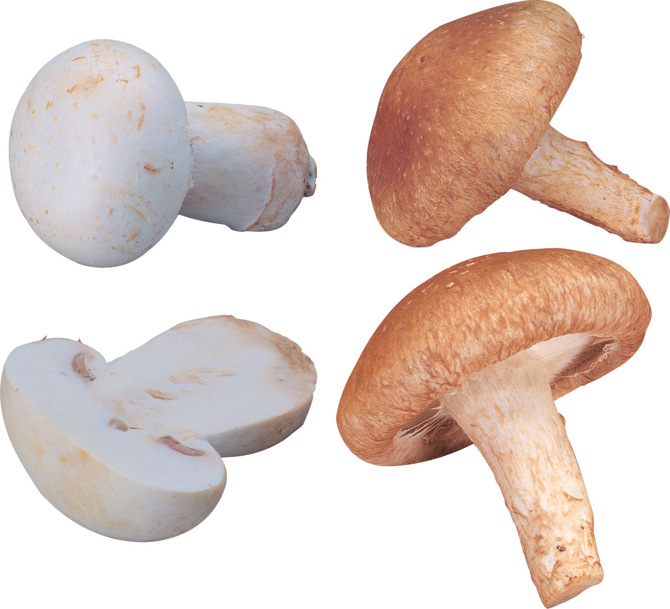 Mushroom PNG image     图片编号:3202