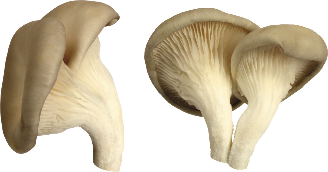 Mushroom PNG image     图片编号:3203