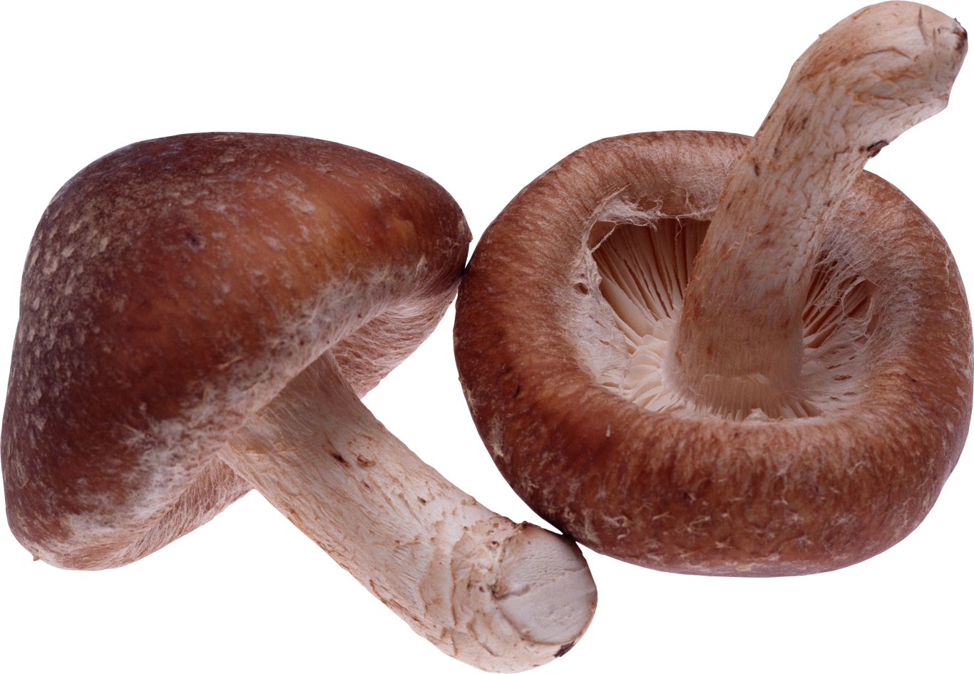 Mushroom PNG image     图片编号:3204