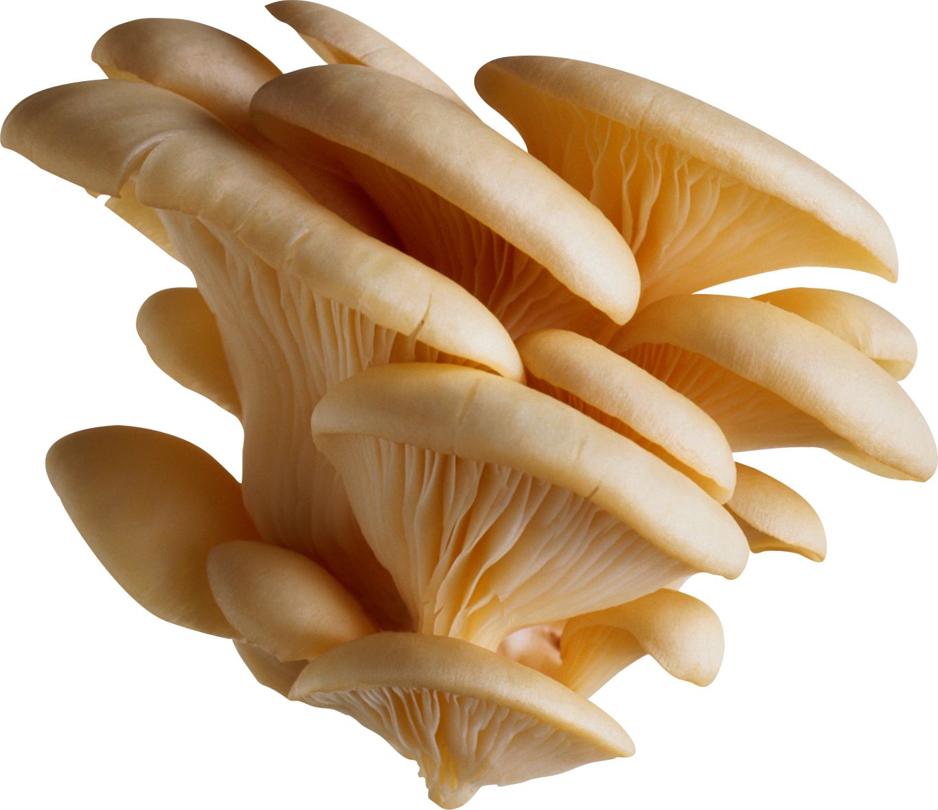 White mushrooms PNG image     图片编号:3206