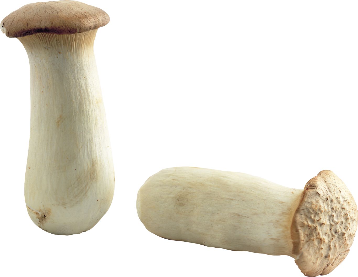 Mushroom PNG image     图片编号:3207