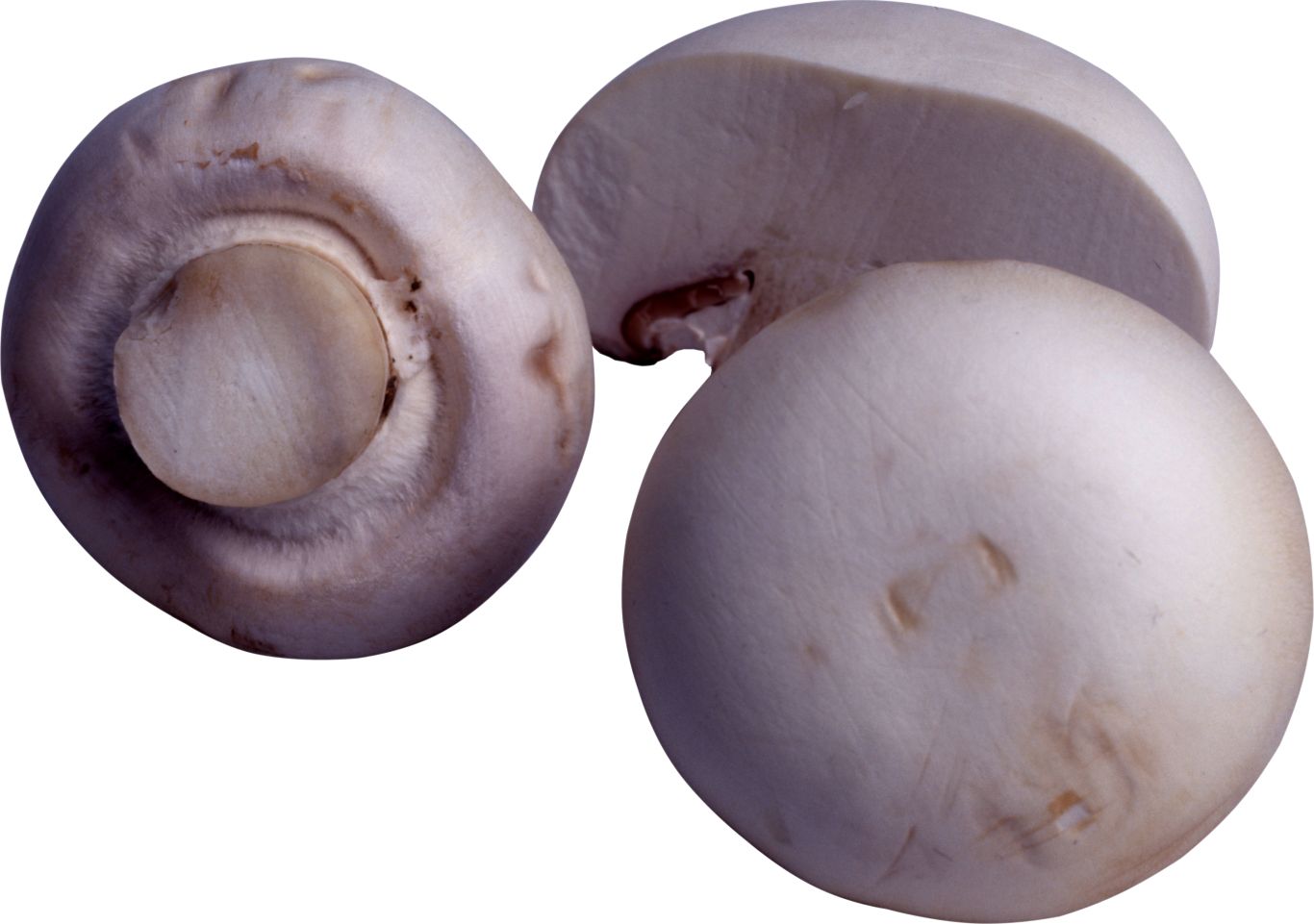 Mushroom PNG image     图片编号:3208