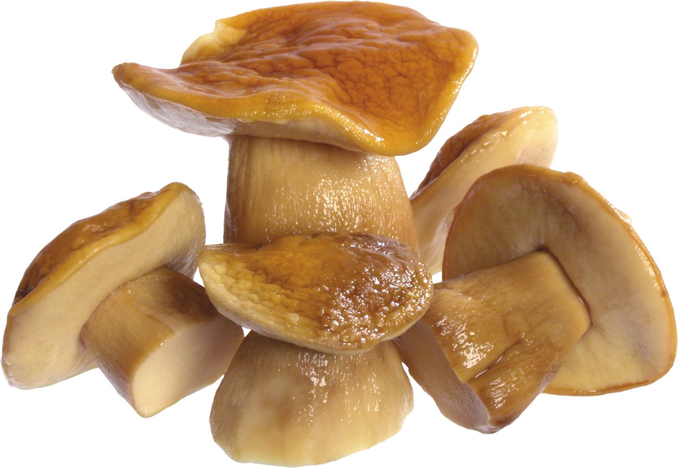 Mushroom PNG image     图片编号:3210