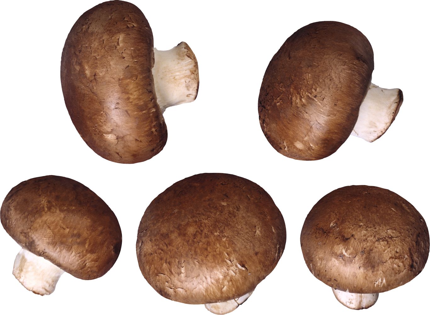 Mushroom PNG image     图片编号:3211