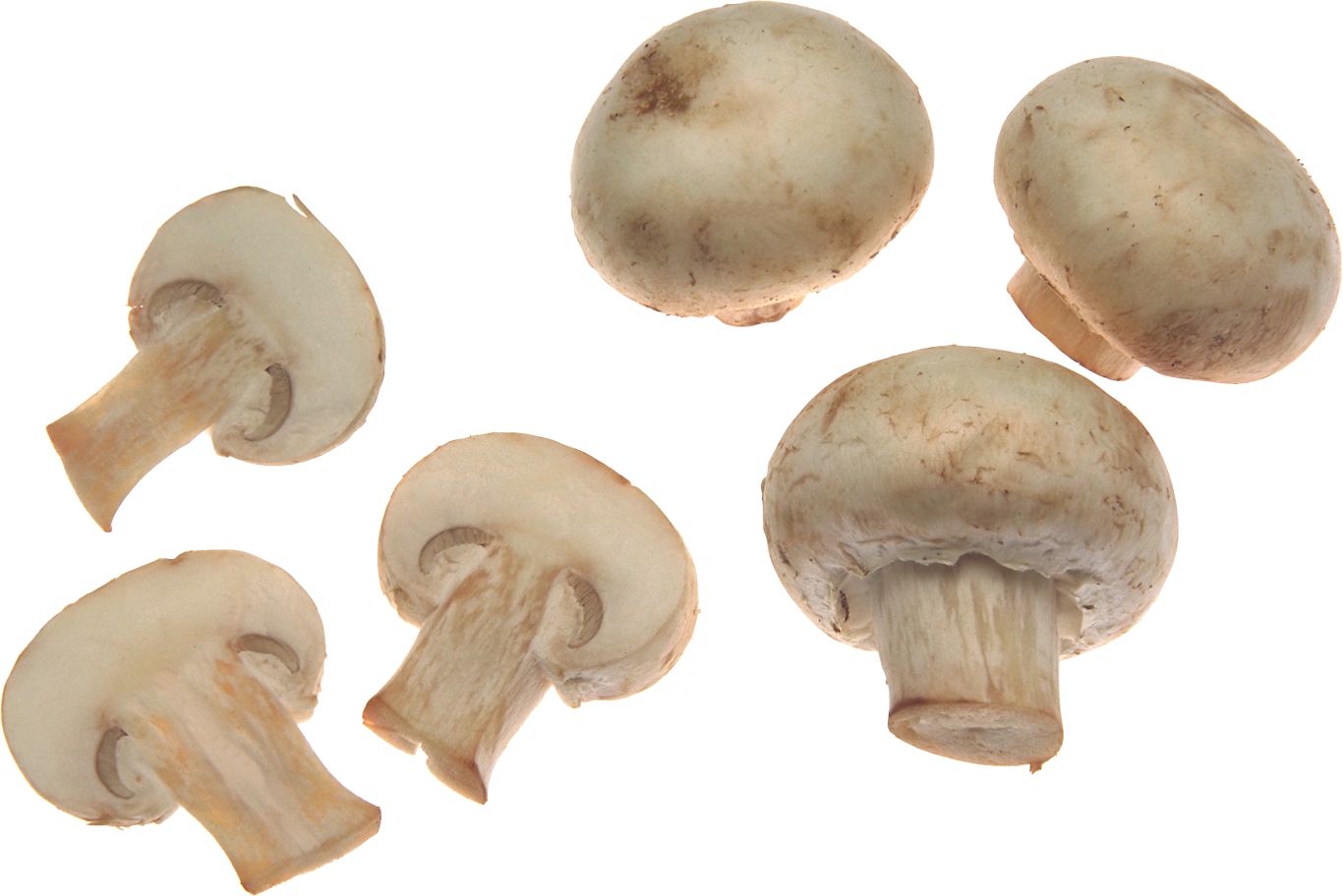 White mushrooms PNG image     图片编号:3212