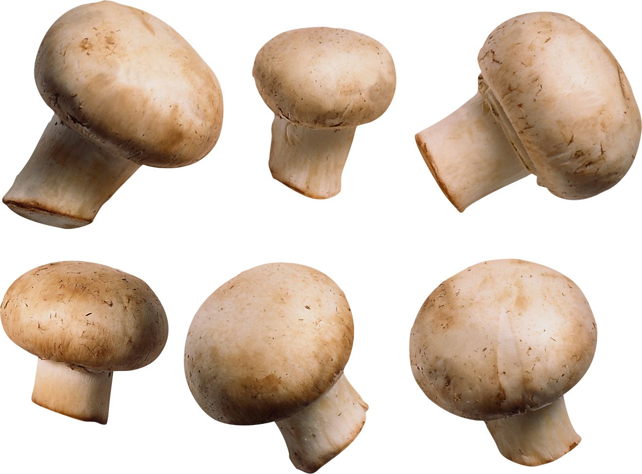 Mushroom PNG image     图片编号:3216
