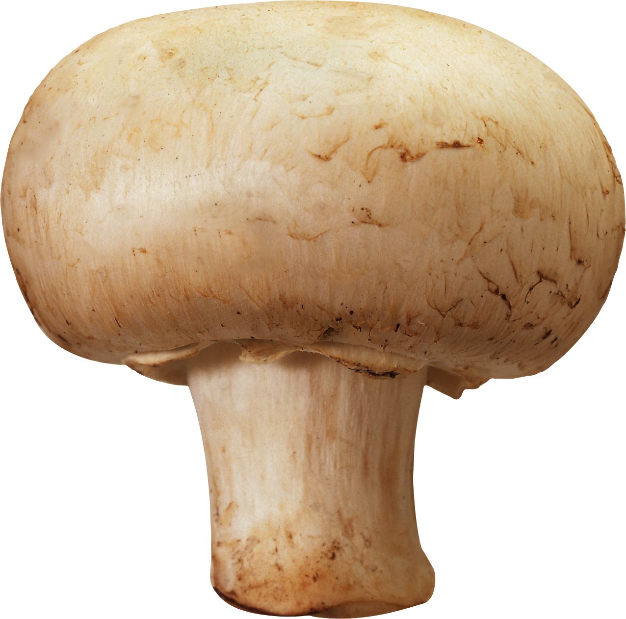 Mushroom PNG image     图片编号:3217