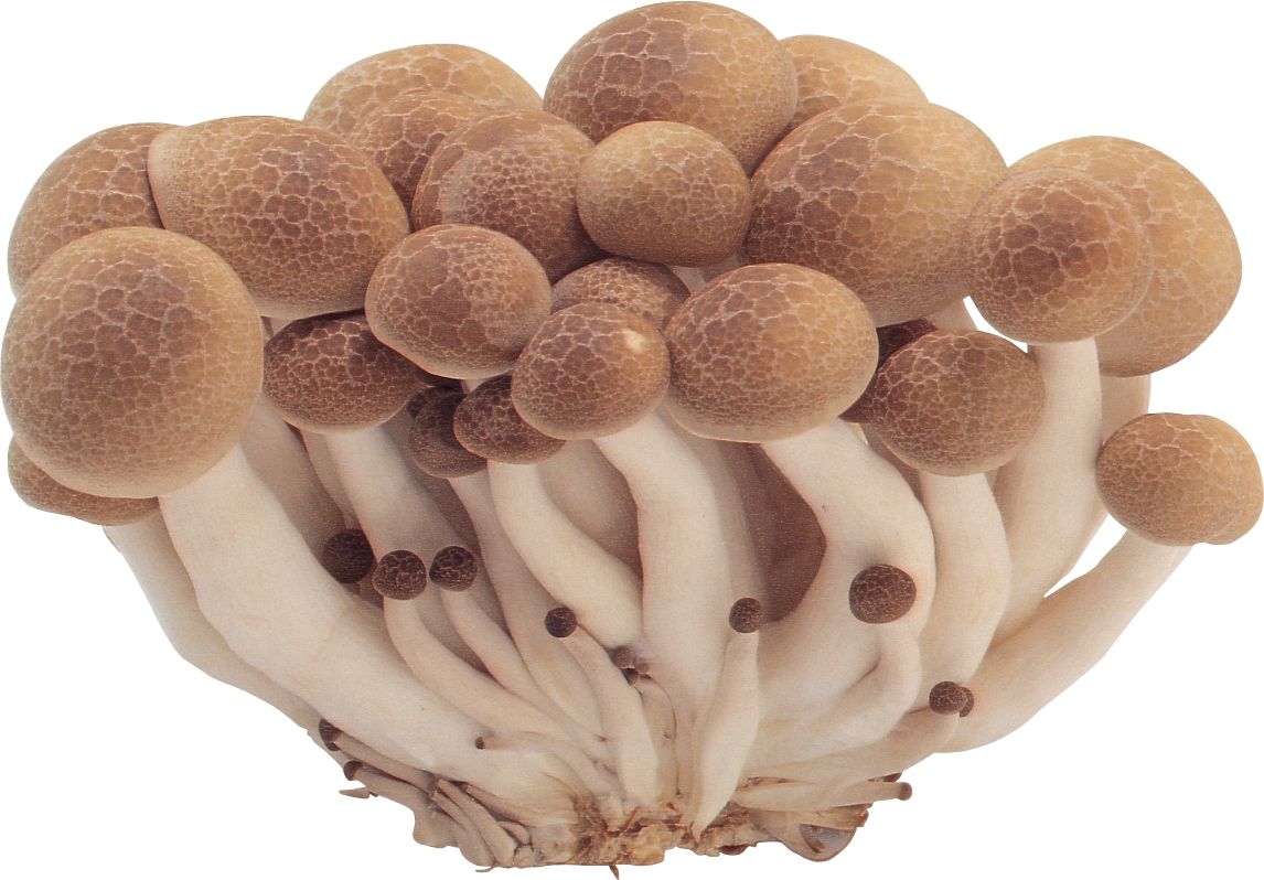 Mushrooms PNG image     图片编号:3218