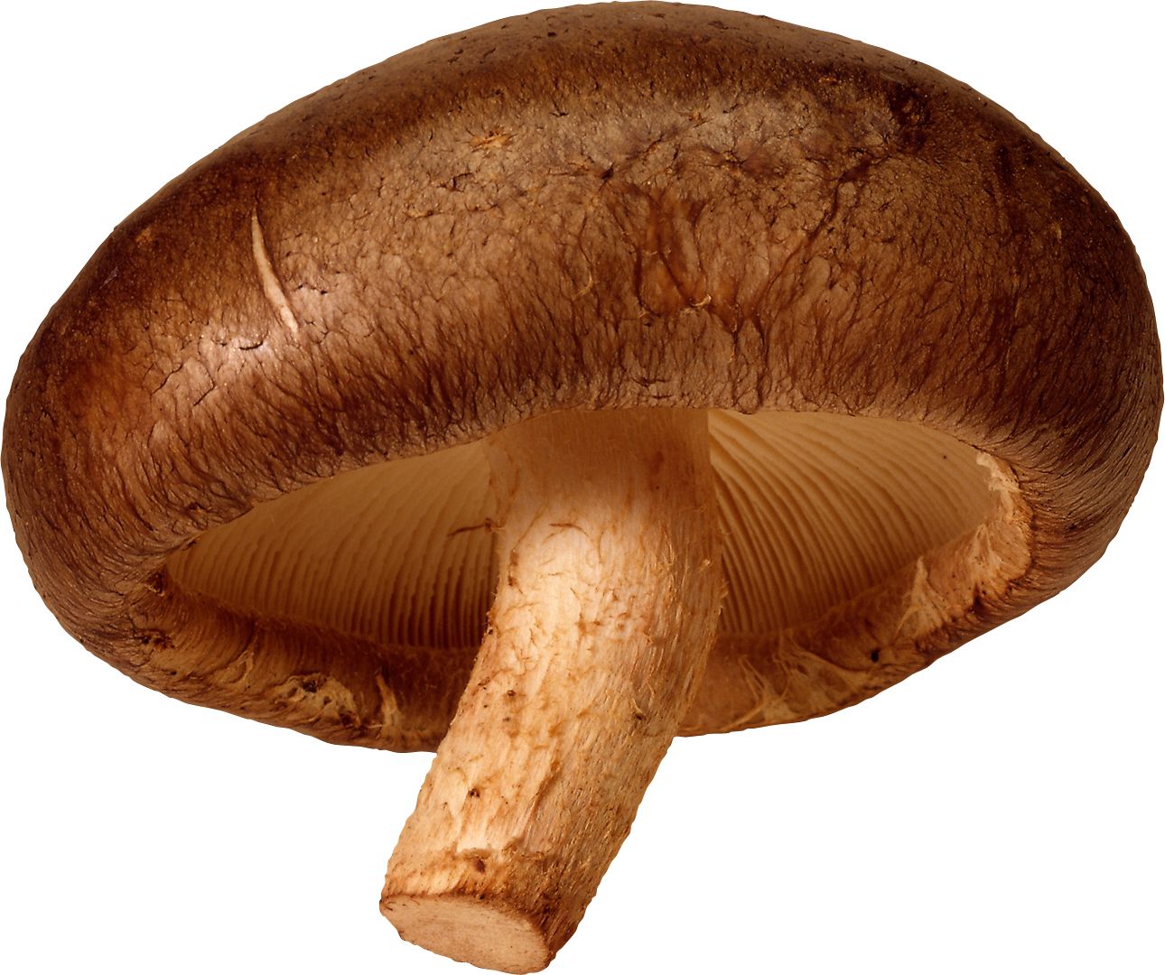 Mushroom PNG image     图片编号:3221