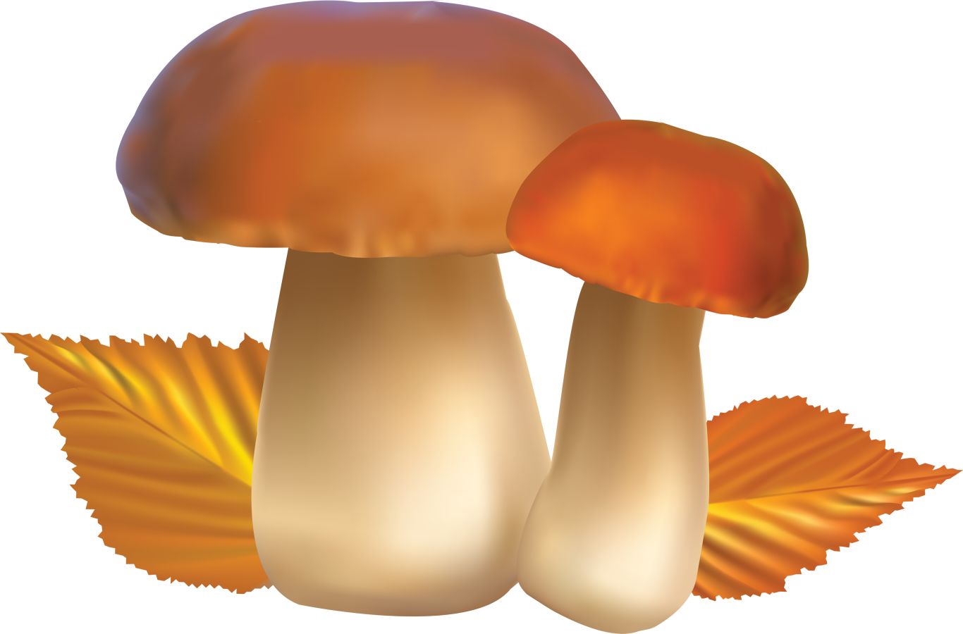 Mushroom PNG image     图片编号:3222