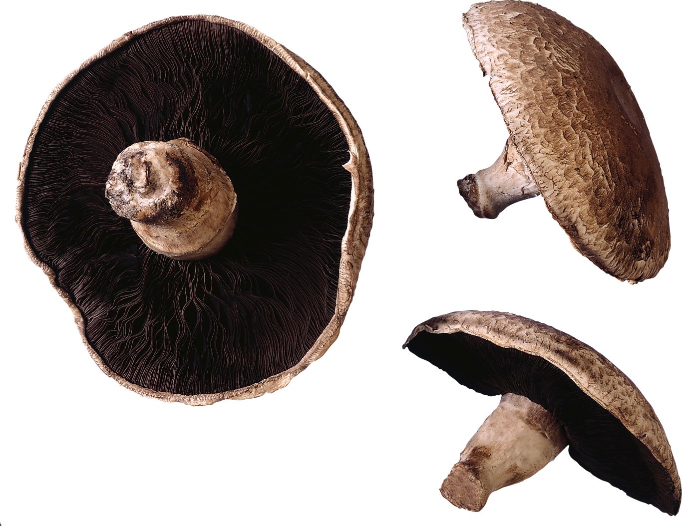 Mushroom PNG image     图片编号:3223