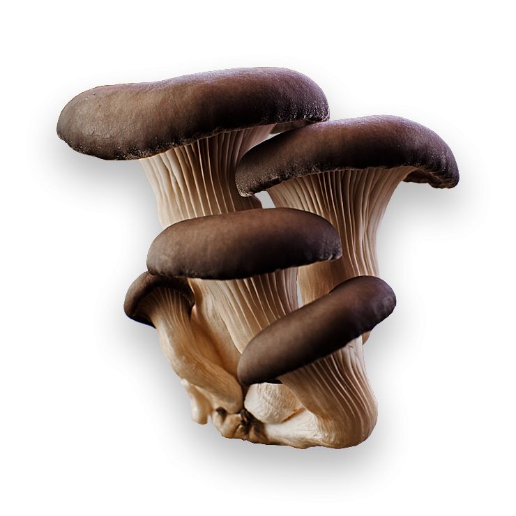 Mushroom PNG image     图片编号:3224