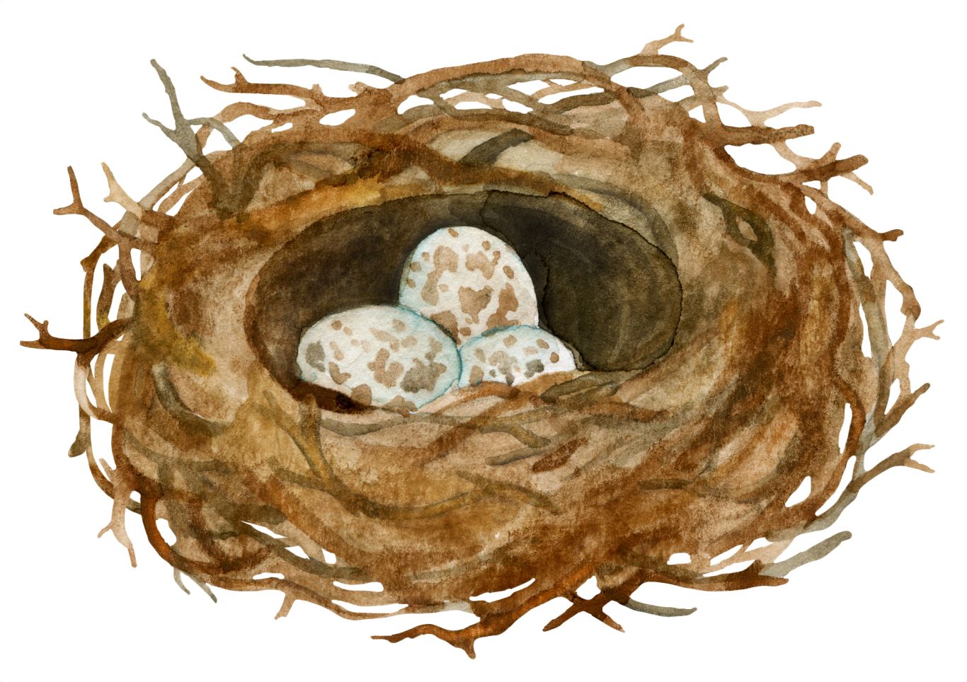 Nest PNG     图片编号:67236