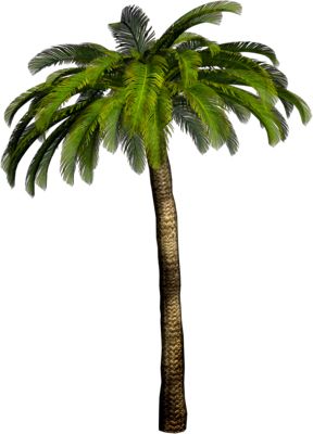 Tropical palm tree PNG     图片编号:2484