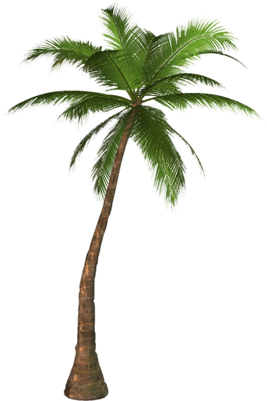 Palm tree PNG     图片编号:2485