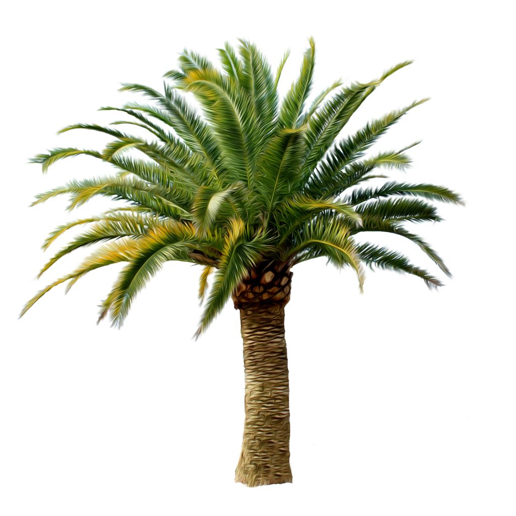 Palm tree PNG     图片编号:2486
