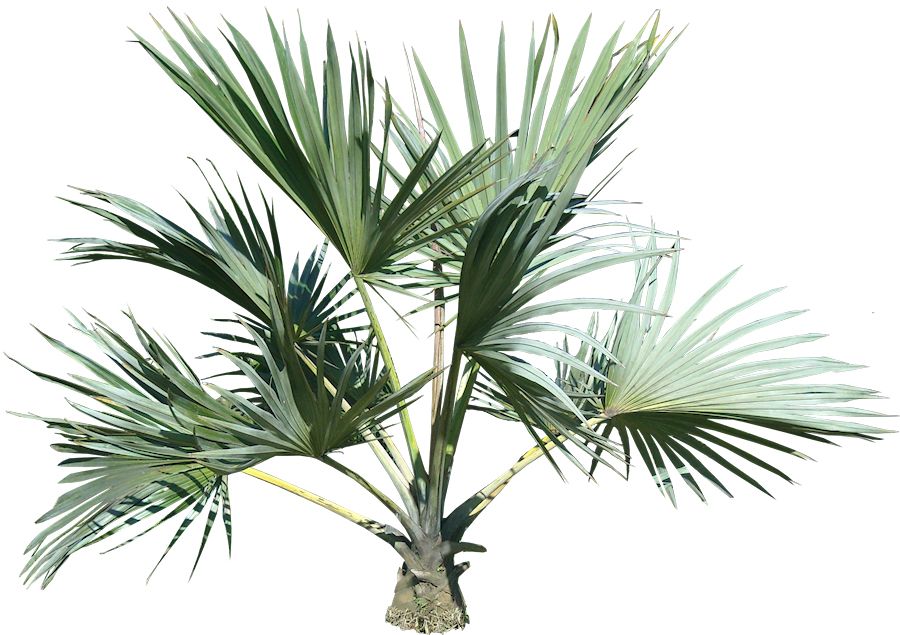 Palm tree PNG     图片编号:2487