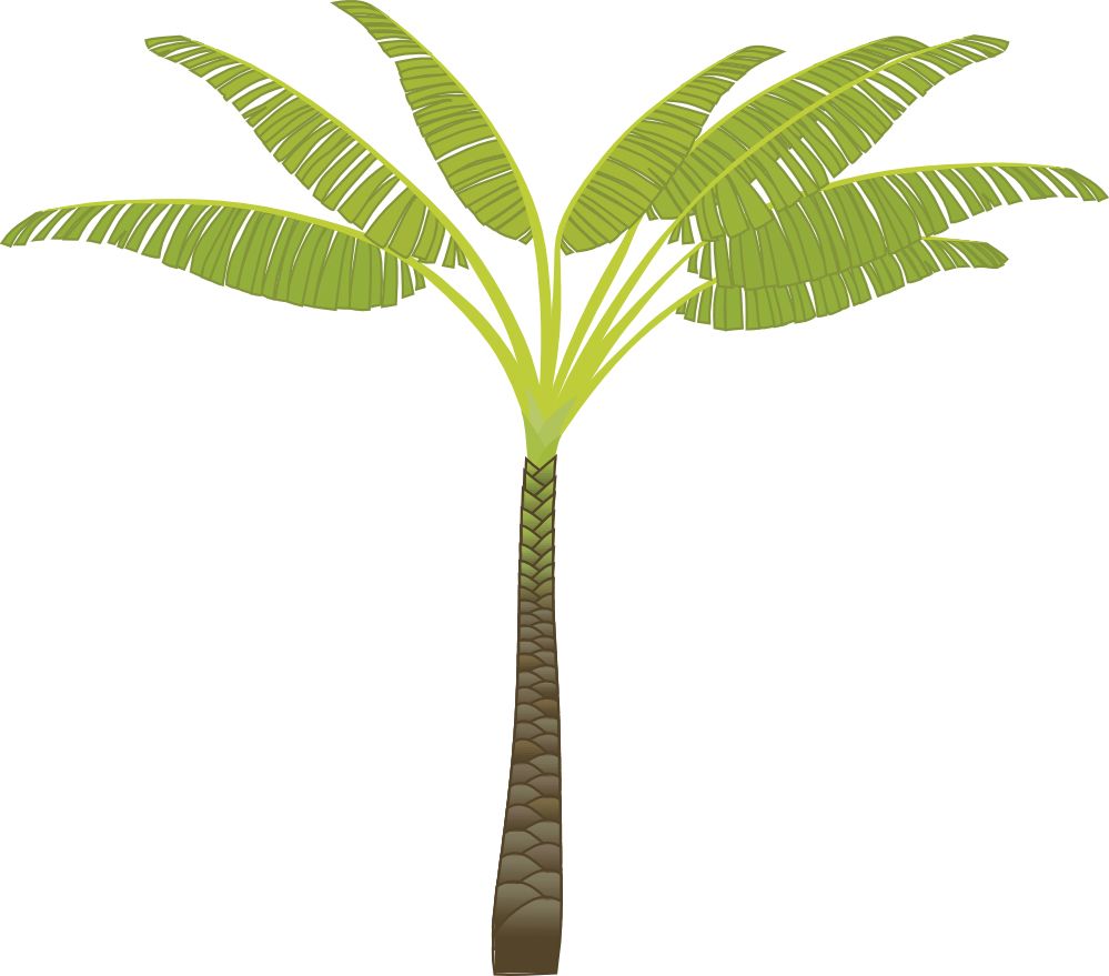 Palm tree PNG     图片编号:2488