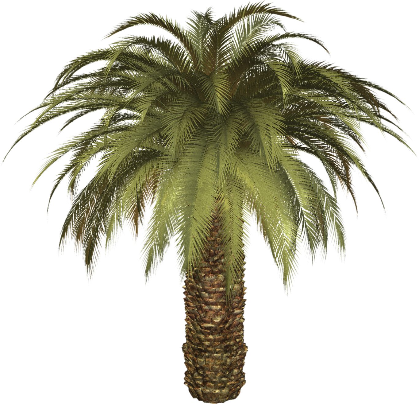 Palm tree PNG     图片编号:2490