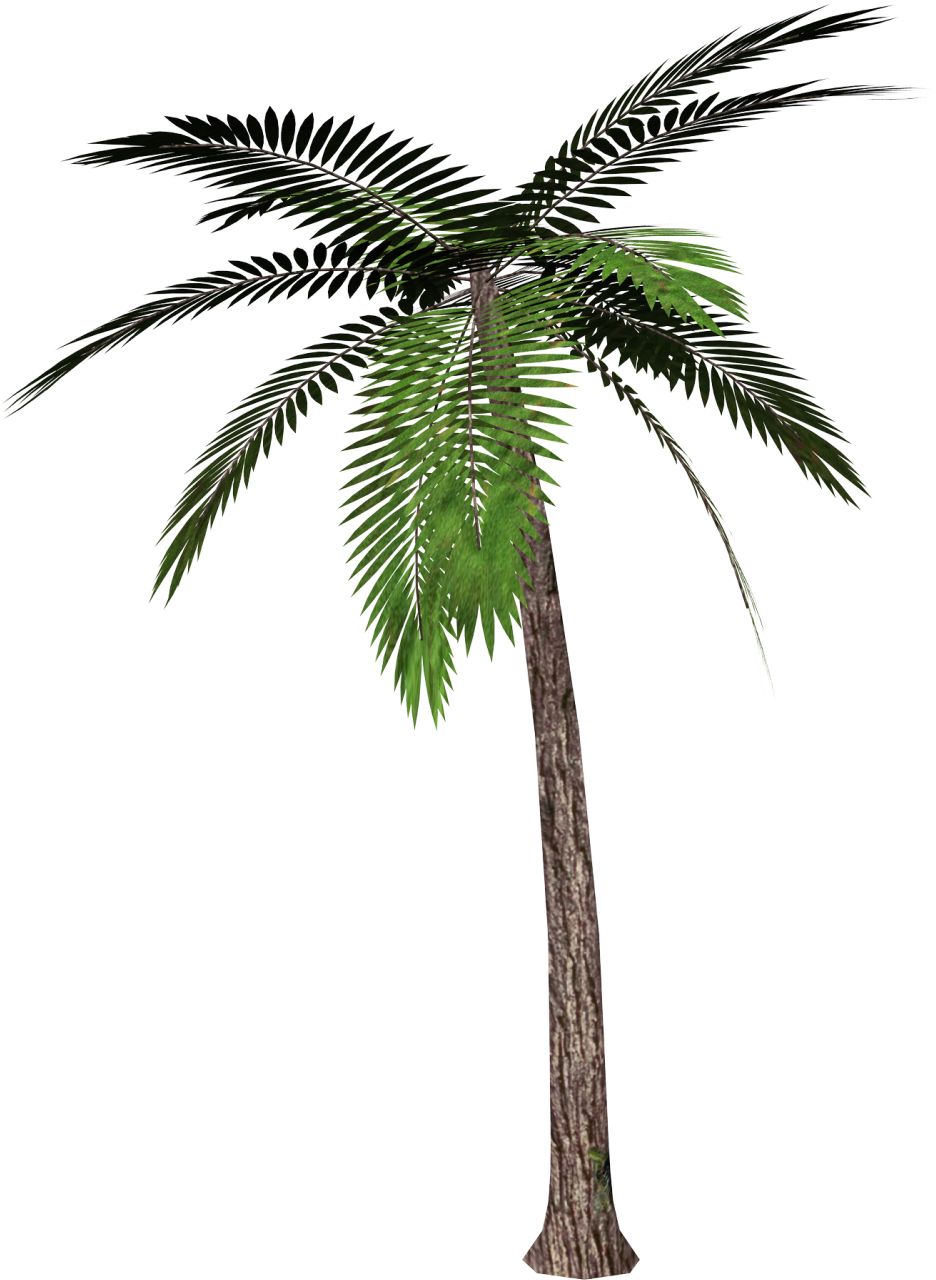 Palm tree PNG     图片编号:2491