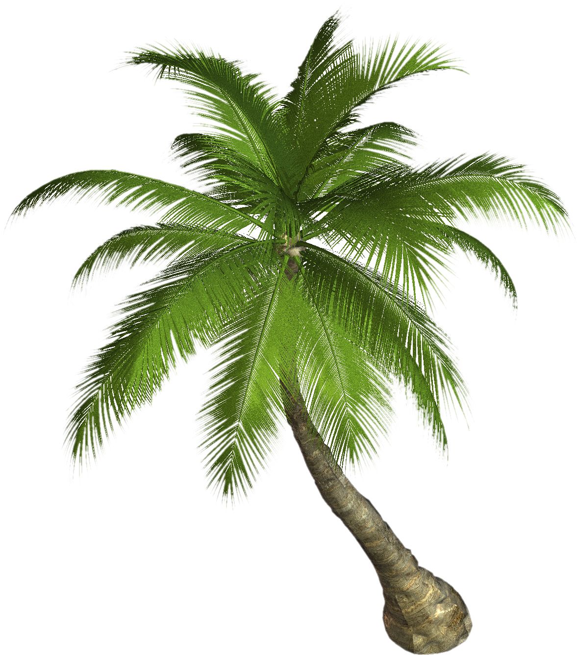 Palm tree PNG     图片编号:2492