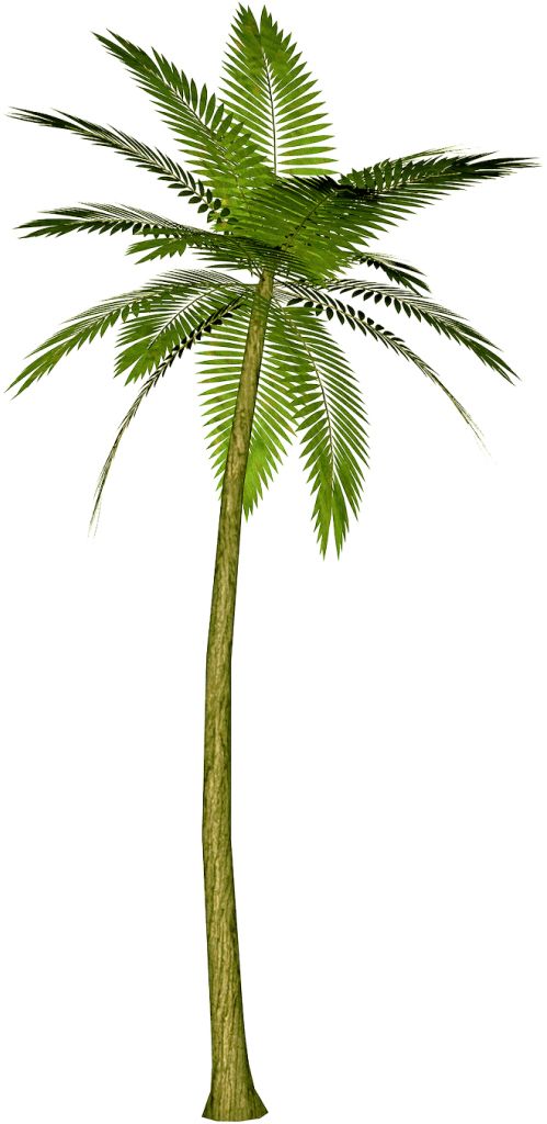 Palm tree PNG     图片编号:2493