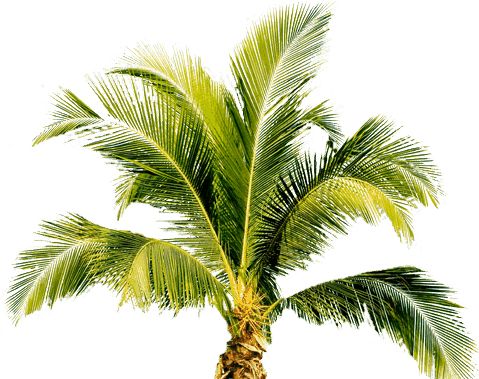 Palm tree PNG     图片编号:2494