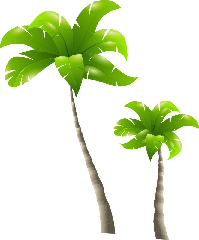 Palm tree PNG     图片编号:2497