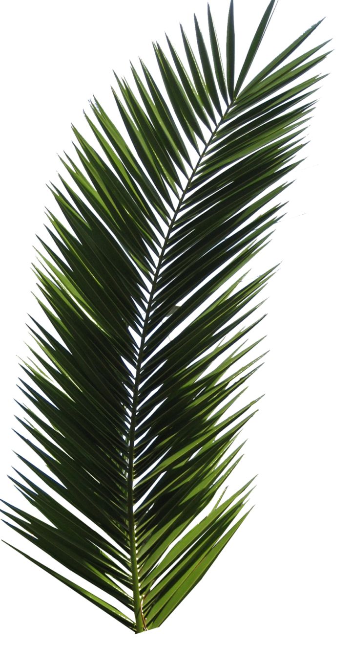 Palm tree PNG     图片编号:2499