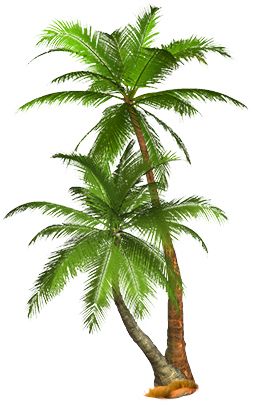 Tropical palm tree PNG     图片编号:2504