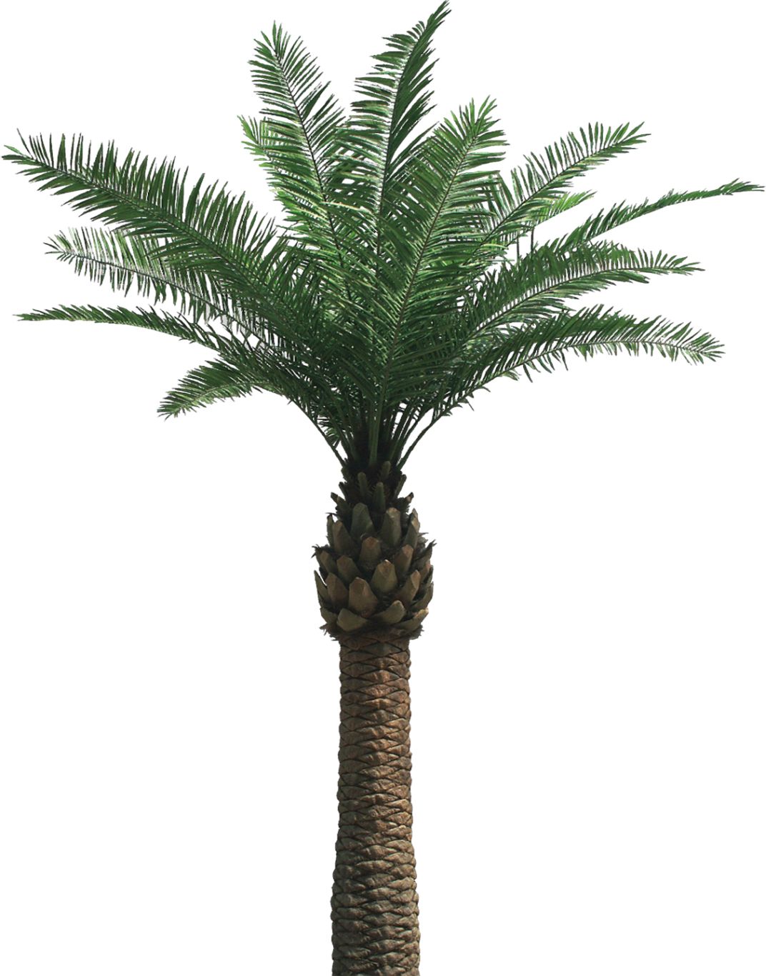 Palm tree PNG     图片编号:2505