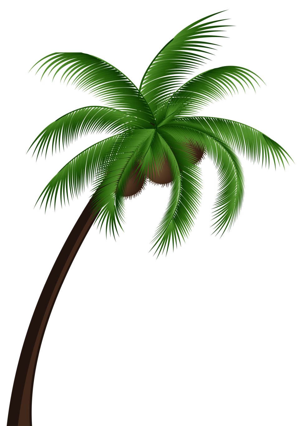 Palm tree PNG     图片编号:93256