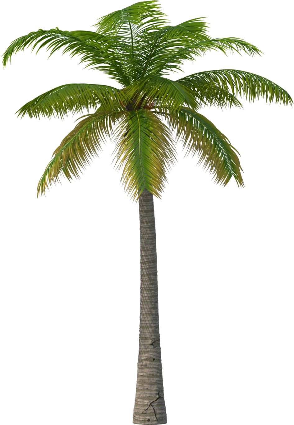 Palm tree PNG     图片编号:93257