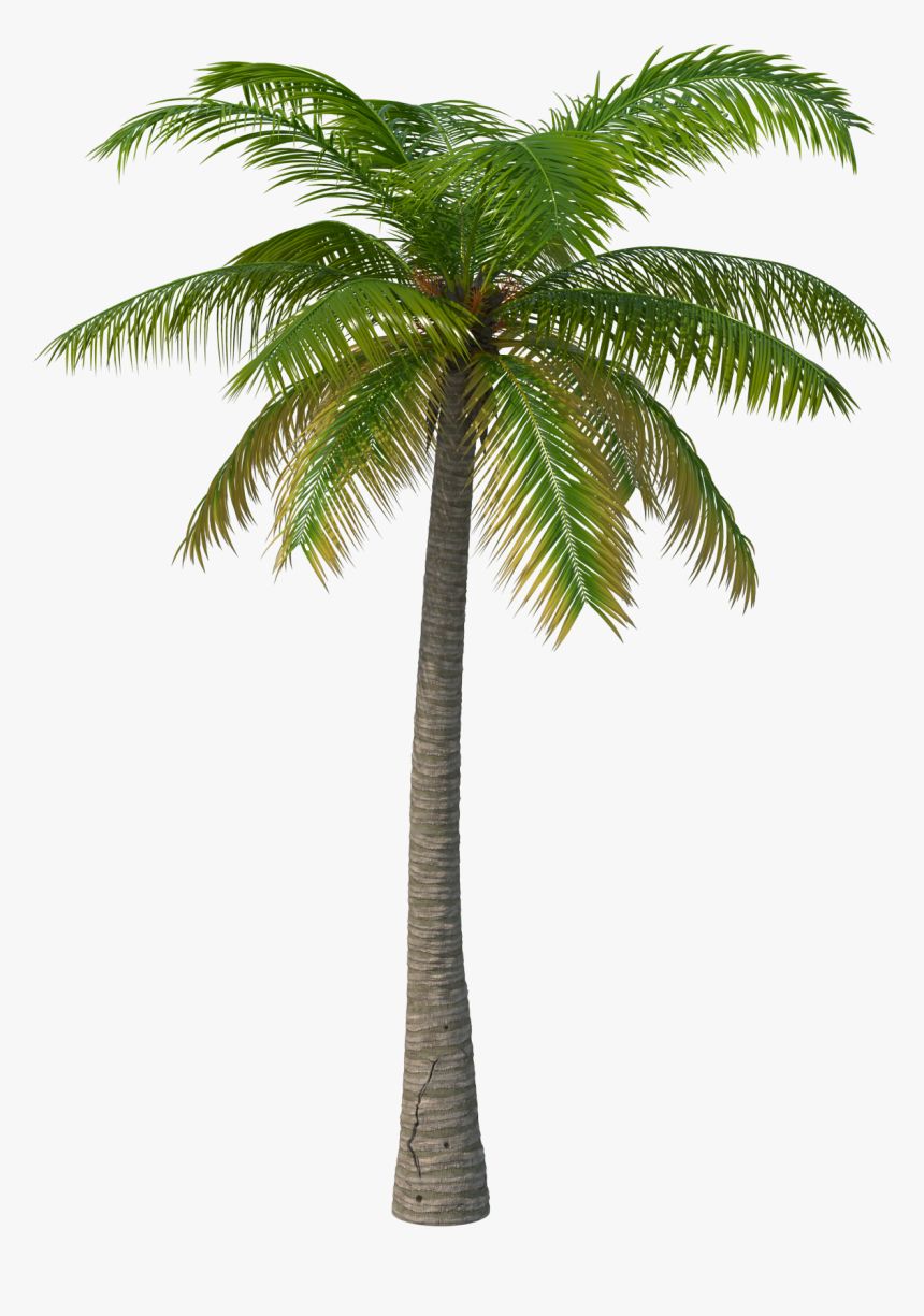 Palm tree PNG     图片编号:93258