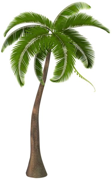 Palm tree PNG     图片编号:93264