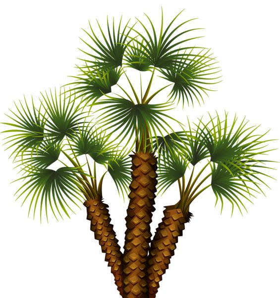 Palm tree PNG     图片编号:93267