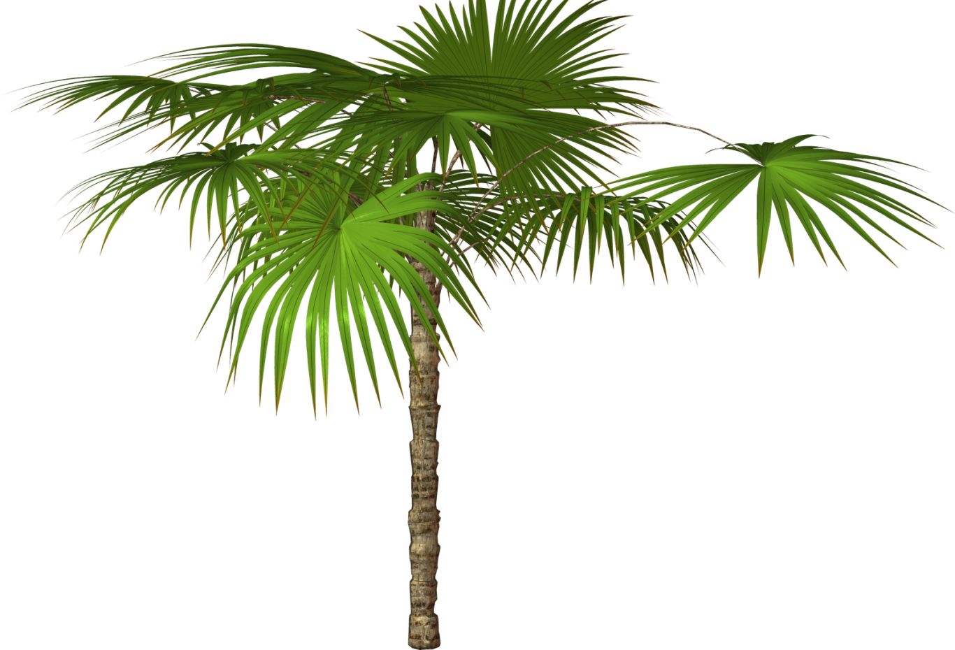 Palm tree PNG     图片编号:93270