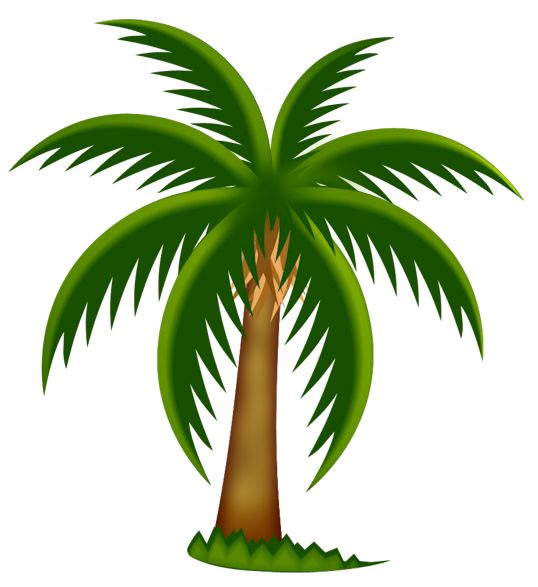 Palm tree PNG     图片编号:93271