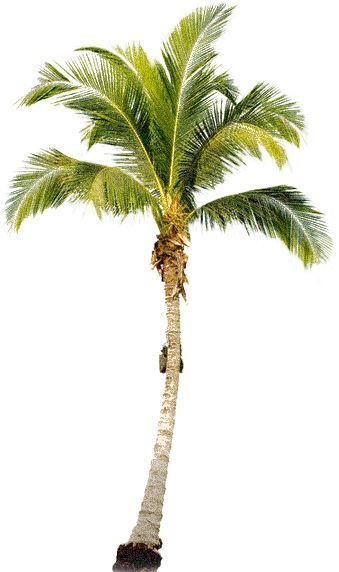 Palm tree PNG     图片编号:93272
