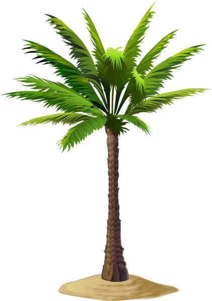 Palm tree PNG     图片编号:93274