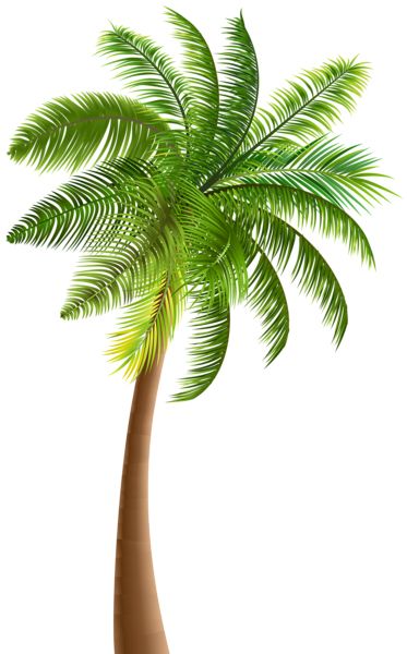 Palm tree PNG     图片编号:93278