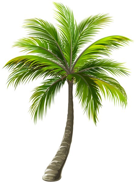 Palm tree PNG     图片编号:93279