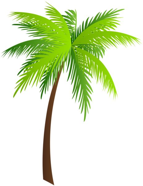 Palm tree PNG     图片编号:93280