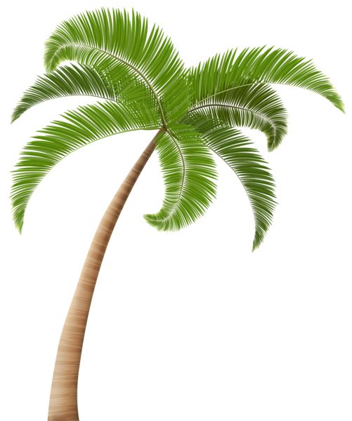 Palm tree PNG     图片编号:93281