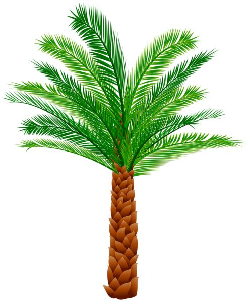 Palm tree PNG     图片编号:93282