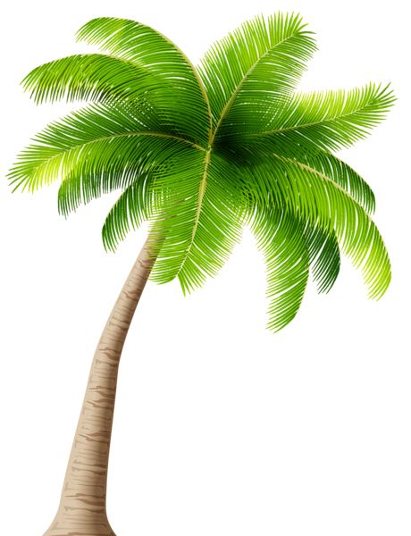Palm tree PNG     图片编号:93284