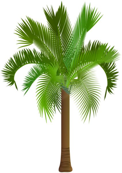 Palm tree PNG     图片编号:93286