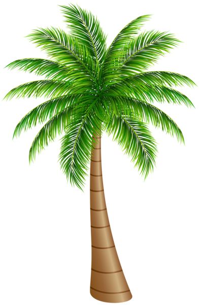 Palm tree PNG     图片编号:93287