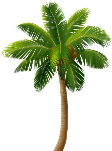 Palm tree PNG     图片编号:93290